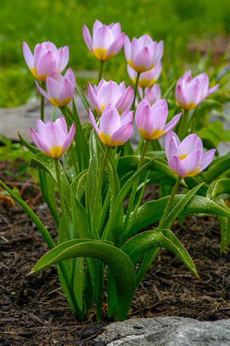 Tips on growing fall planted flower bulbs. Tulip Bulbs | Item # 1011 Bakeri Lilac Wonder | For Sale