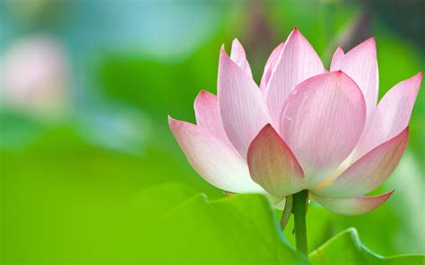 Here you can explore hq lotus flower transparent illustrations, icons and clipart with filter setting like size, type, color etc. Lotus Flower Full HD Wallpaper and Background Image ...