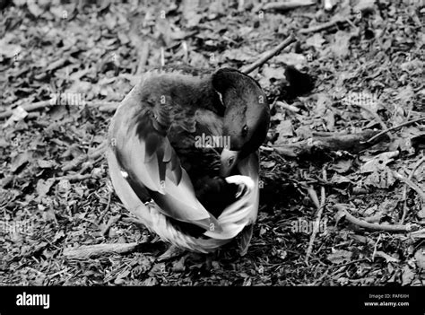 Mallard Duck In Black And White Stock Photo Alamy