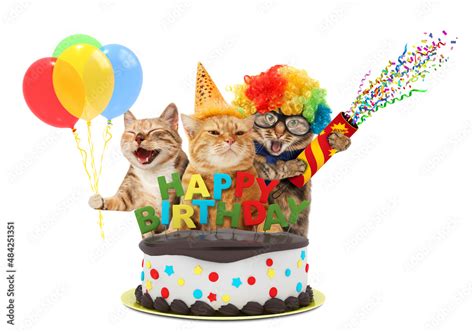 Funny Cats With Happy Birthday Cake They Are Wearing A Party Hat