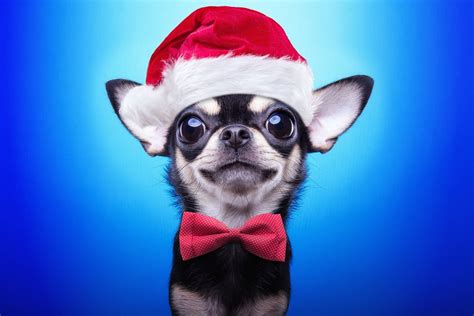 Download Santa Clause Hat Chihuahua Puppy Dog Wallpaper