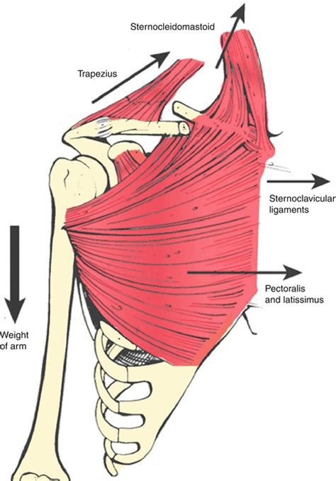 Clavicle Muscle Anatomy