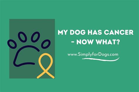 My Dog Has Cancer Now What Meditation And Care Simply For Dogs
