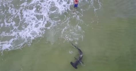 Huge Hammerhead Shark Snagged Off Florida Beach On Viral Video Captured