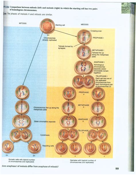 Meiosis And Mitosis Chart