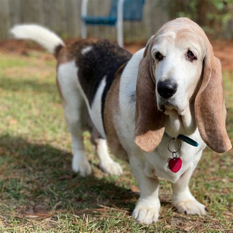 Bassets Carolina Basset Hound Rescue