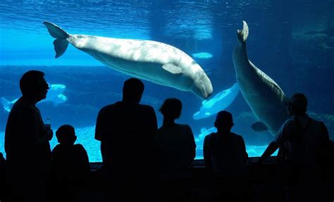 Whales Dolphins Can No Longer Be Bred Or Kept In Captivity After House