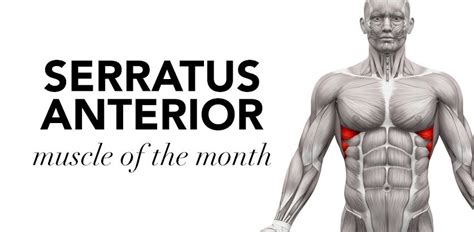 Muscle Of The Month Serratus Anterior Cms Fitness Courses