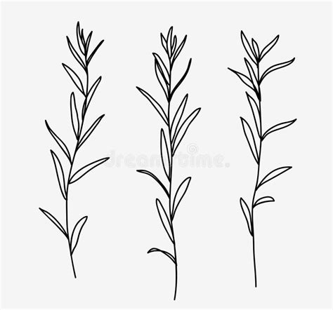 One Line Drawing Set Of Grass With Stem And Leaves Hand Drawn Sketch