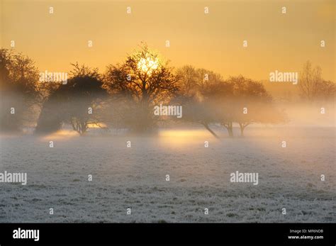 Trees In Freezing Fog Beside The River Stour With Morning Sun Breaking