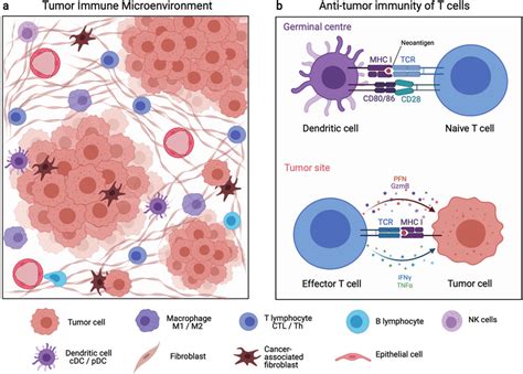 Components And Interactions Of The Tumor Immune Microenvironment A