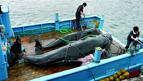 Japan Says To Resume Whaling Fleet Sails To Antarctic Tomorrow Today