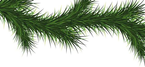 Fir Tree Png Image Purepng Free Transparent Cc0 Png Image Library