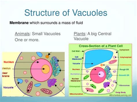 Vacuole Structure