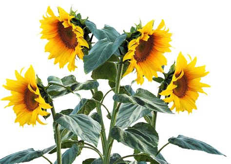 1280 X 902 4 Sunflower Plant Png Clipart Large Size Png Image Pikpng