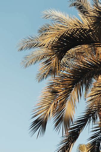 Leaves Palm Branches Sky Hd Phone Wallpaper Peakpx