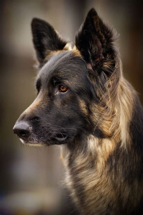 243 Best German Shepherds Images On Pinterest Animal
