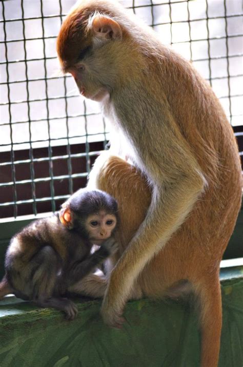 Webcam Watch The Third Patas Monkey Baby For Rosamond Ford Zoo