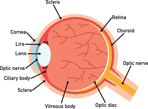 Eye Anatomy Diagramillustration 3204382 Vector Art At Vecteezy