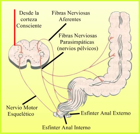 Defecación Biopsicosalud