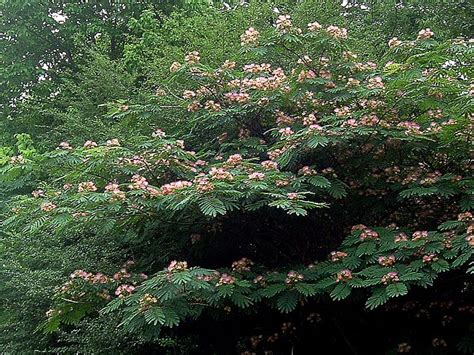 The fastest growing tree in the world! Mimosa - The Wonderful, Awful Weed - Southern Living