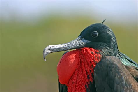 Filemale Galápagos Greater Frigate Bird Wikimedia Commons