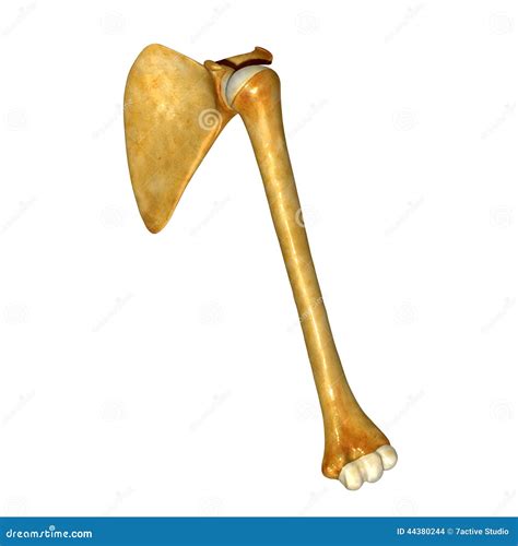 Humerus Bone And Scapula Shoulder Blade Stock Photography
