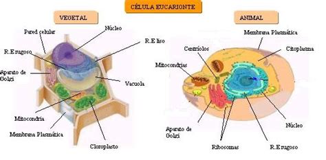 Organelos De La Celula Vegetal Y Su Funcion Meras