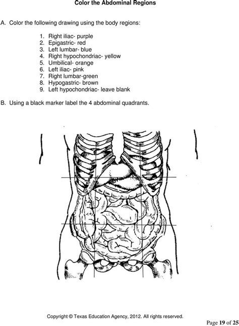 Body Cavities Worksheet