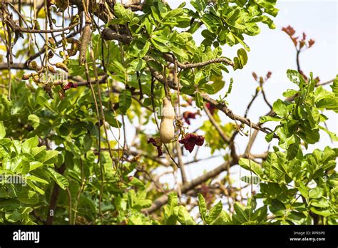 Sausages Grow On Trees In Africa Kenya Stock Photo Alamy