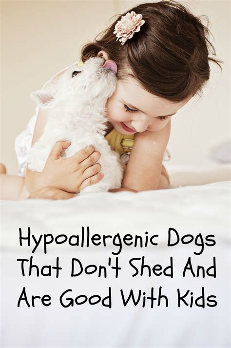 Hypoallergenic Dogs That Dont Shed And Are Good With Kids