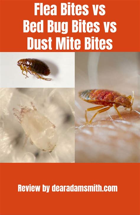 Dust Mite Bites Vs Bed Bug Bites Vs Flea Bites Dear Adam Smith Dust