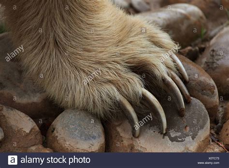 Animal Bear Foot Feet Claw High Resolution Stock Photography And Images