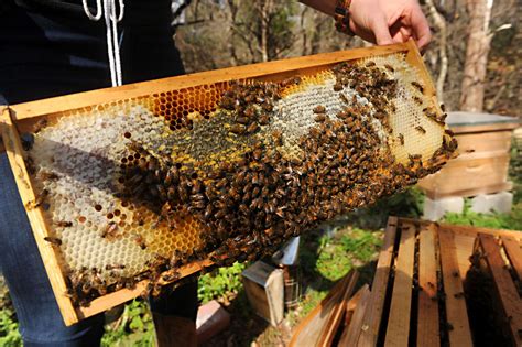 The Buzz On Local Bees A Swarm Of Local Activity Seeks To Protect