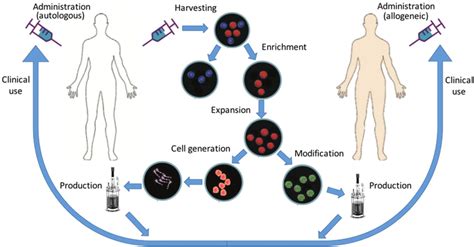 Schematic Illustration Of Cell Therapy Bioprocessing And Research