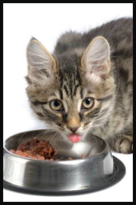 Dry and wet cat food differ in calories, as well as portion sizes. The Best Wet Cat Food Will Keep Your Cat Healthy | Wet cat ...