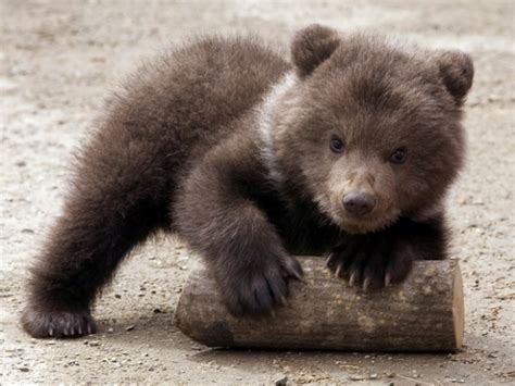 360 Best Brown Bears Images On Pinterest Grizzly Bears