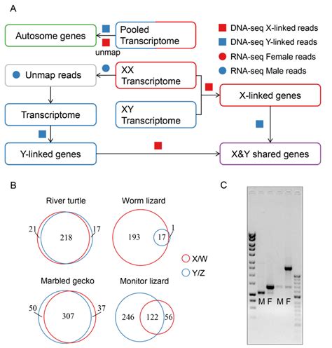 Processes Involved In The Identification Of Sex Linked Genes 191 A