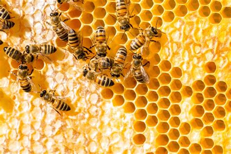 Untuk Apa Lebah Membuat Madu Belajar Sampai Mati