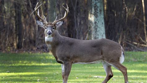 What Is Killing Deer In Western North Carolina