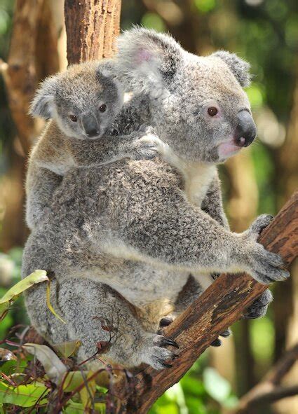 Koala Bear Baby In Pouch