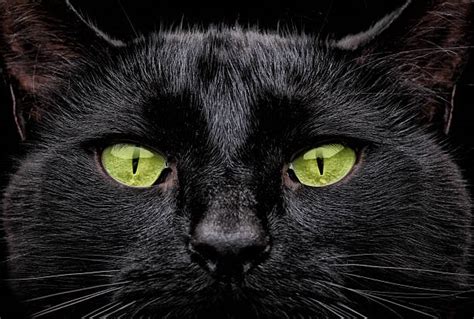 3500 Black Cat With Green Eyes Stock Photos Pictures And Royalty Free