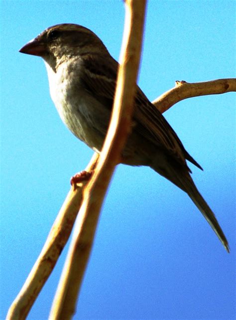 Local Bird Pentax User Photo Gallery