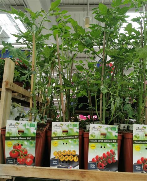 Plants De Tomates Greff S Communaut Ma Communaute Carrefour