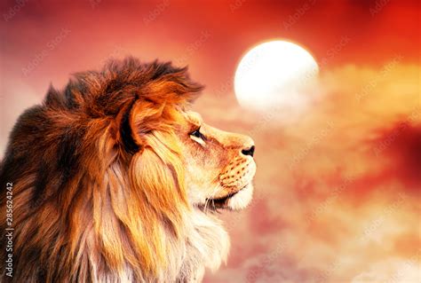 African Lion And Sunset In Africa African Savannah Landscape Theme