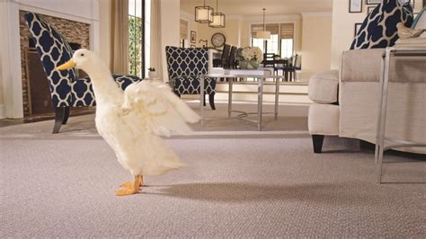 It is great to add to carpet cleaning machines as. Pet-Friendly Carpet: Best Carpet for Pets & Pet Owners ...