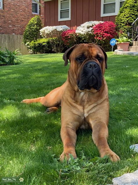 Handsome Red Fawn Champion Bullmastiff Stud Dog In Ny The United