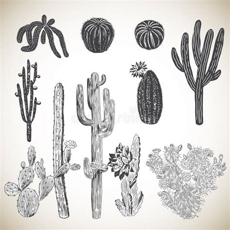Vintage Hand Drawn Cactus Set Stock Vector Illustration Of Clip