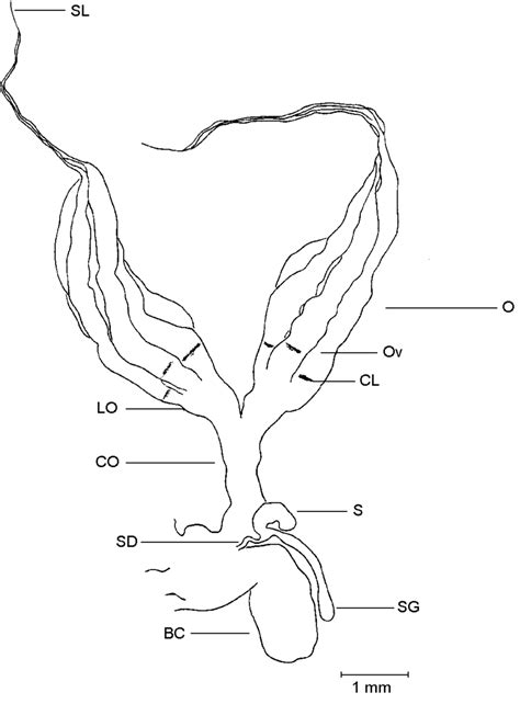 Surface projections of the major organs of the trunk reference Female internal reproductive organs of a postreproductive specimen of... | Download Scientific ...