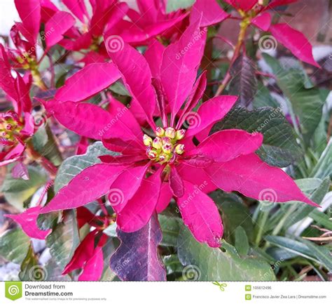 Christmas Flower Stock Photo Image Of Color Garden 105612496